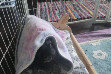 Tips for moving with a bunny?