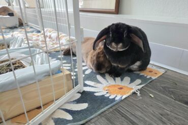 Im Just Obsessed, Don't Send Help