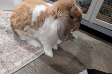 Tobi still waking up
