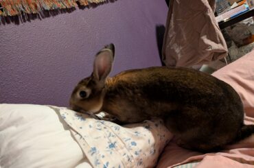 What should I do about my rabbit?