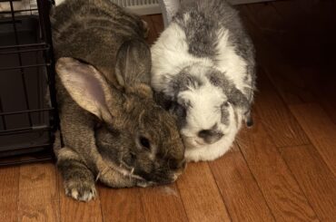 large bun wife and smol husbun