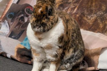 Rabbit sinus surgery