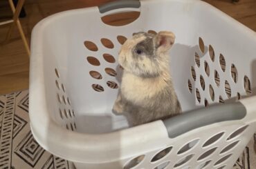 Used his two braincells to jump into the hamper and is now stuck there