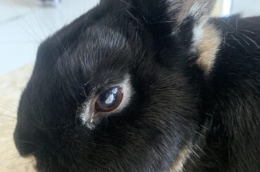 I just noticed that my bunny has had this white thing on their right eye since the morning. It doesn’t seem to bother them, but it doesn’t go away. What should I do ?