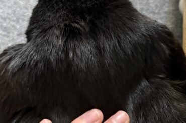 his hair is so silky. i wonder what shampoo he uses?