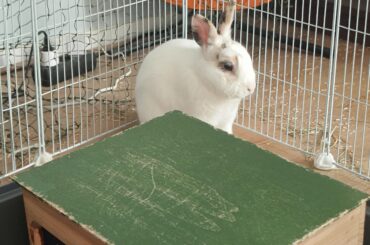 I'm not tired hooman