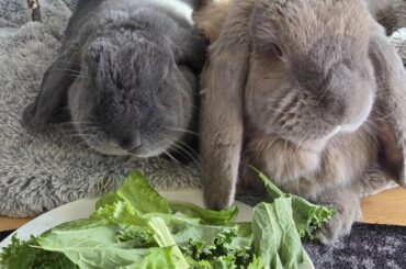 Thank you r/Bunnies!