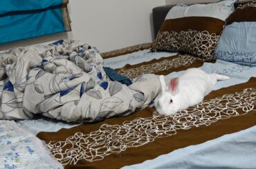 They took my sleeping spot on bed