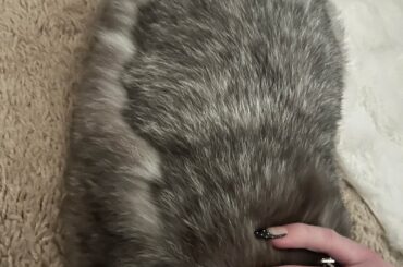 Bunny shedding lines??