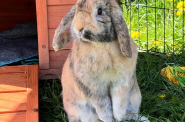 Opinions of spayed rabbit behaviours.