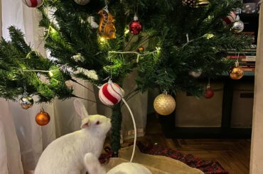 How To Cope With Bunny Loss? (For Human and Bunny)