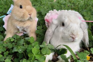 Taking the two babies out for some fresh air!