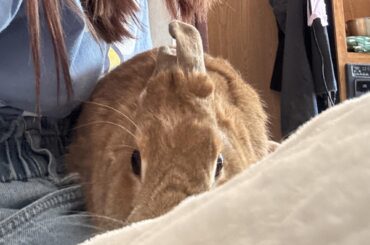 my bunny….wobbled?