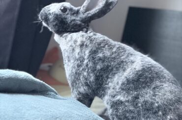 Having to give away my Coco