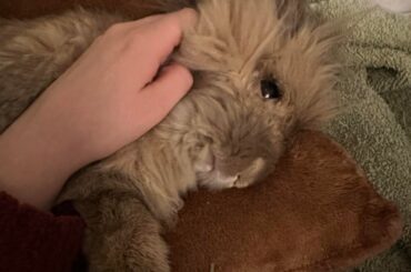 Anyone willing to take in a sick rabbit? Illinois