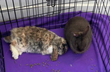 Decided to do bunny bonding