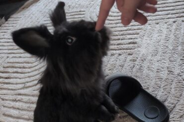 The Creation of Nono