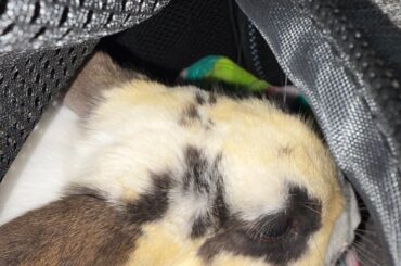 New rescue! Is his fur stained?