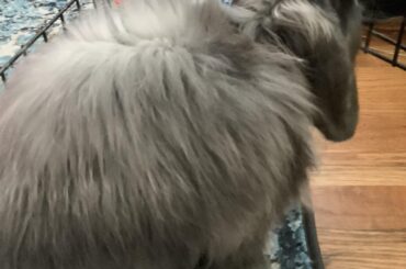 Poofy boi