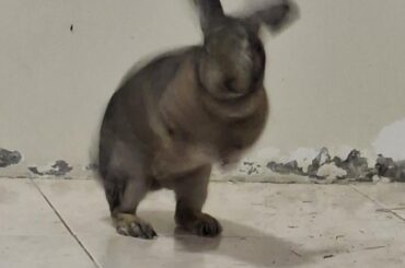 I saw that when I woke up what's that creature? And should I be scared?