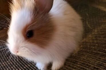 My baby Cookie