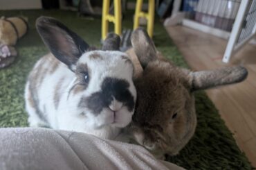 Bonded rabbits fighting after vet visit?