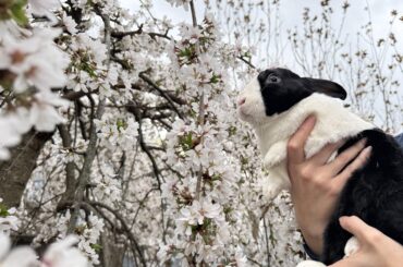 Everyone loves cherry blossoms 🌸