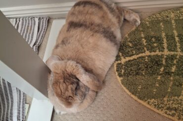 Although my bodyguard always sleeps on the job, I just can't bring myself to fire him. I mean, look at his tootsies...