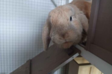 We lost Mocha very suddenly last night. Here's some pictures of her when she was still happy and healthy