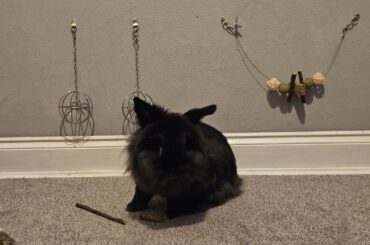 Link and Zelda got their room upgraded today!