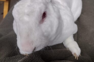 The pet slave will rub my head NOW!