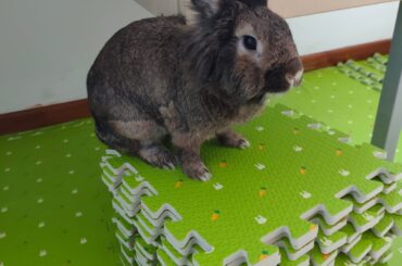 Got my bun a mat