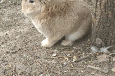 Bunny friend