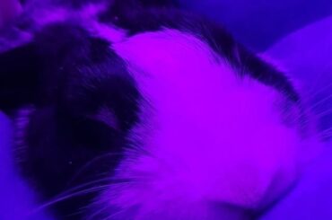 Soul bunny