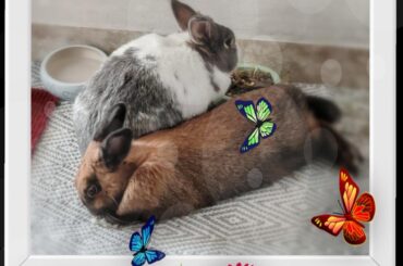 Buona Pasqua con conigli vivi