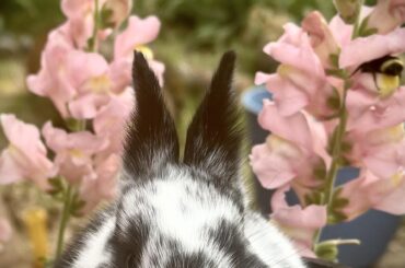 Spring babies