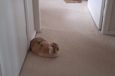 Peanut is such a diligent doorman.