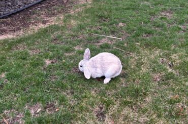 found a domestic bunny in my yard…
