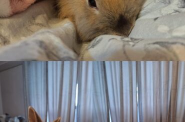 Lionhear or Lionhead Mix?