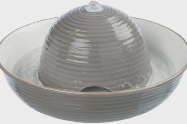 Flemish giant dips face in waterbowl