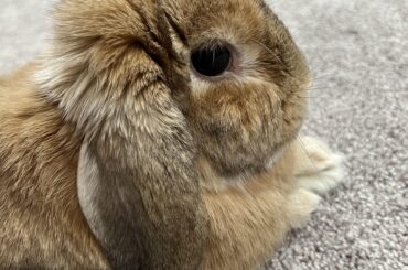 Incontinent Senior Bun