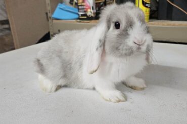 She is a Holland lop, but I can’t figure out what her coat would be called, any input?