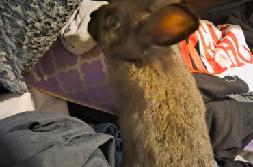 My new rabbit
