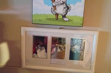 My little guy walked the rainbow bridge.