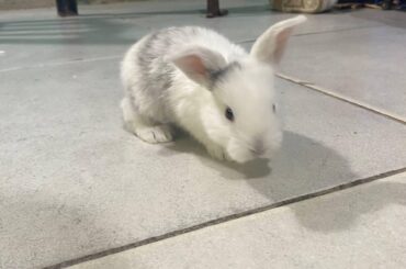 Almond, my niece's friend