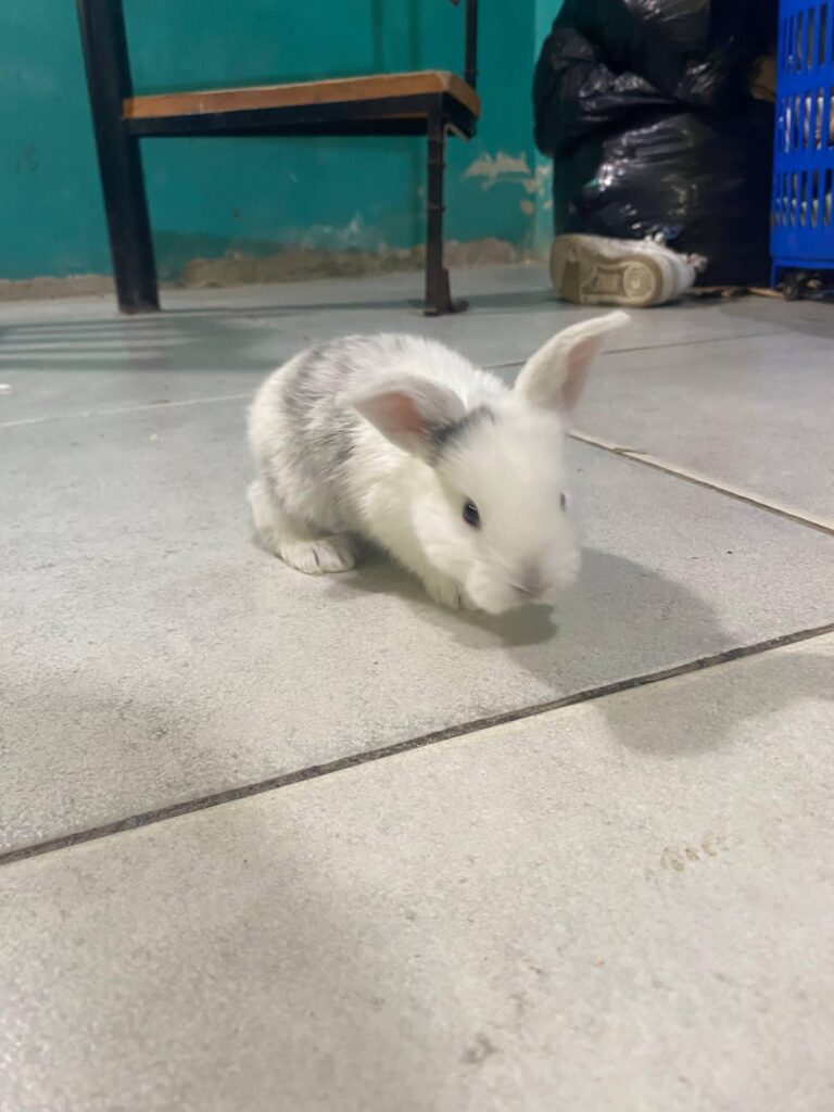 Almond, my niece’s friend