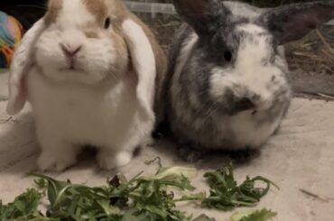How can I encourage my second bun to explore?