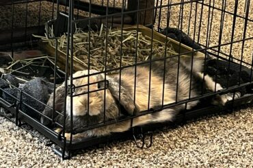 We just got back from a trip and she keeps flopping around and glaring at me from her car cage.