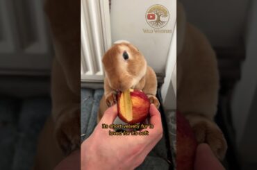 Top 5 Cutest Rabbit Breeds for Beginners to Keep as Pets! #animals