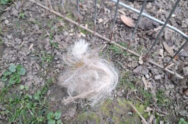 Theres fur in my rabbits mouth?